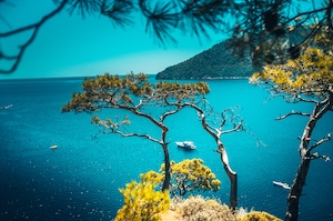 Сосна на фоне синего моря Турция