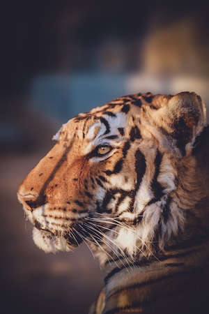 портрет тигра, крупный план 