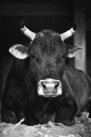 черно-белая фотография рогатой коровы 