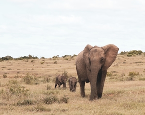 слонята с мамой на поле 
