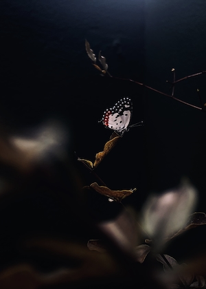 Бабочка в Саду на темном фоне 