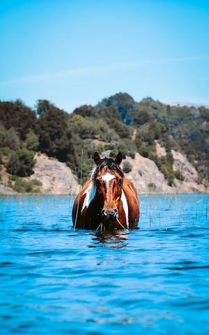 коричнево-белый конь в воде на фоне лесных холмов 