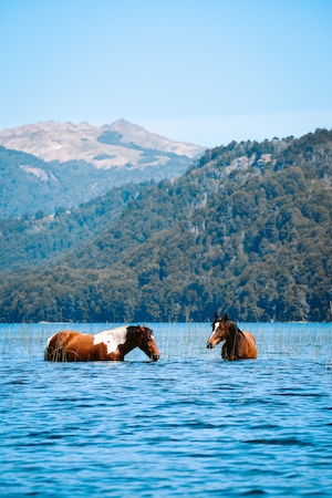 два коня купаются в воде на фоне гор
