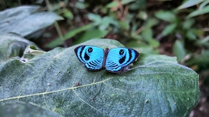 голубая бабочка сидит на листе лопуха 