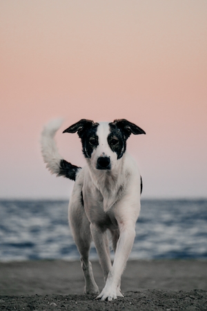 собака на фоне моря и заката 