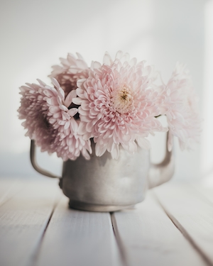 розовые хризантемы в вазе, натюрморт