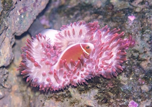 Розовая рыба-анемон в аквариуме Кэрнса