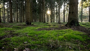 Зеленый мох в лесу при низком солнце