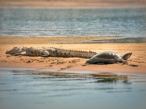 крокодил и черепаха лежат на песке у воды 