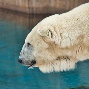 белый медведь у воды в зоопарке, крупный план 