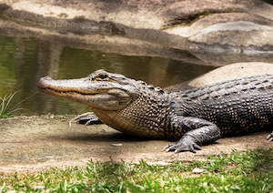 крокодил лежит на каменной поверхности 