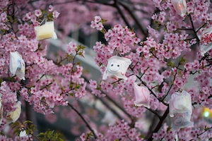 Цветущие ветки дерева сакура на фоне, общий план 