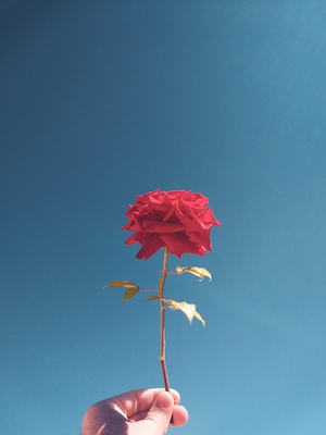 Цветок красной розы на фоне неба в руке человека, крупный план, красная роза 