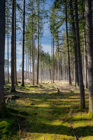 сосновый лес в солнечный день, стволы сосновых деревьев в окружении солнечных лучей 