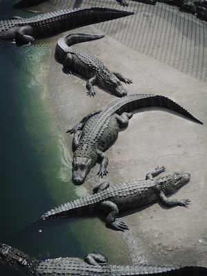крокодилы отдыхают на камне у воды 
