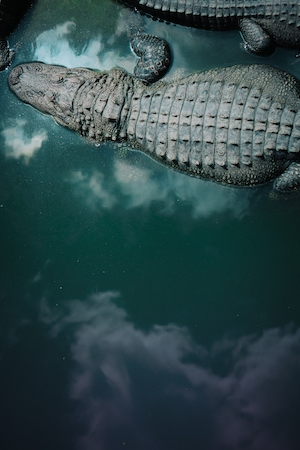 крокодил в воде, крупный план