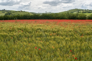 панорама холмистой местности, зеленые поля и деревья, лес на горизонте, поле с цветущими красными растениями 