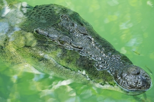 Крокодил в воде, крупный план 