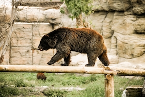 бурый медведь идет по бревну 