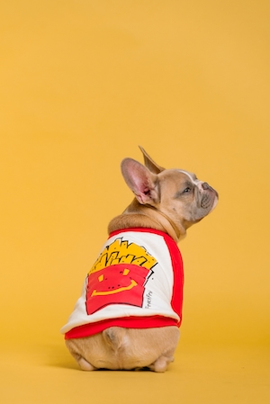 щенок в костюме картошки фри на желтом фоне 