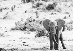 слон, черно-белая фотография