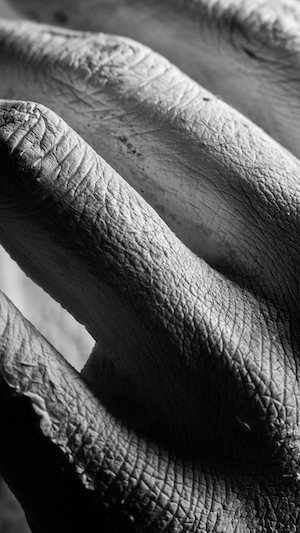 кожа на лапах рептилии, черно-белая фотография, макро-фото 