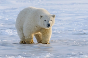 Молодой белый медведь, северная Аляска, гуляет по льду 