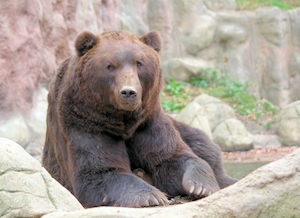 бурый медведь в дикой природе, крупный план 