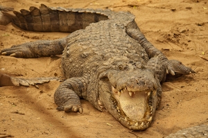 крокодил лежит на песке, раскрыв пасть 