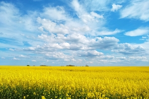 цветущее желтое поле под голубым небом с облаками 