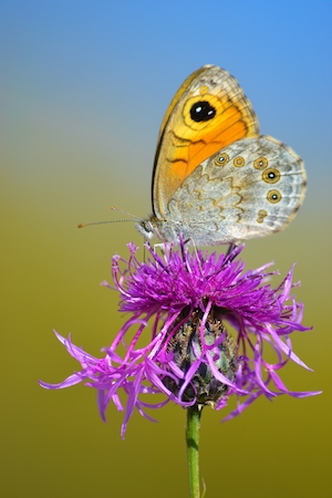 желтая пестрая бабочка на фиолетовом цветке 