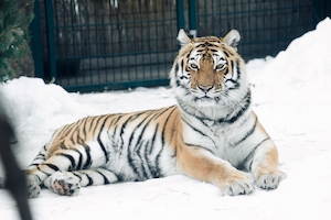 тигр лежит на снегу 