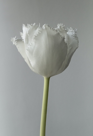 Тюльпан с бахромой