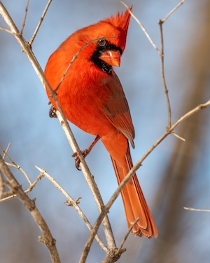 Северный кардинал, красная птица, крупный план 