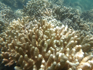 Коралловая морская жизнь на Большом барьерном рифе, кораллы песчаного цвета 