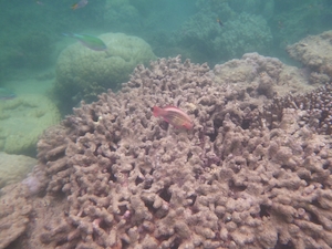 Рыбачий дайвинг на коралловых рифах Большой барьерный риф Австралия, тусклые кораллы, коралловые рифы 