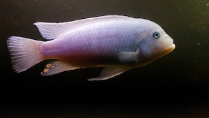 белая рыбка, вид сбоку, крупный план