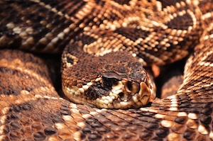 пятнистая коричневая змея, крупный план 