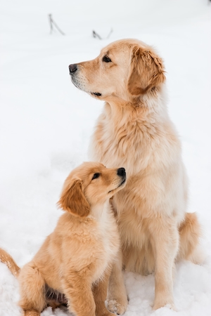 две собаки одной породы зимой 