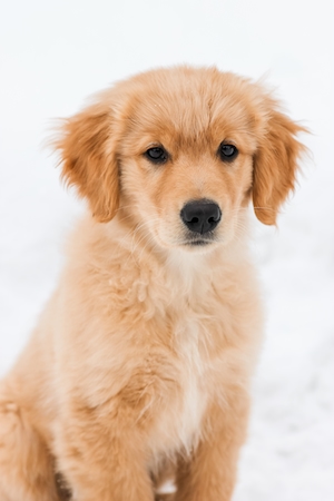 коричневый щенок на белом фоне 