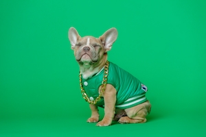 Собака в зеленой одежде на зеленом фоне 