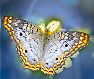 пятнистая бабочка на цветке, крупный план 