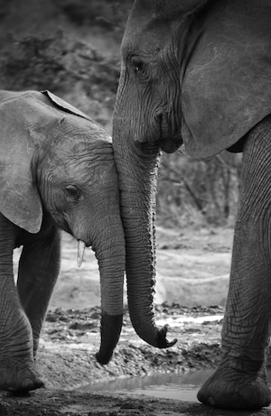 Слоны черные и белые