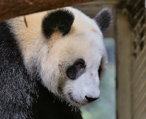 портрет панды, крупный план 