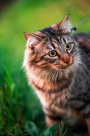 пятнистый кот на траве 