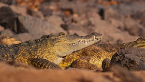 Фотографии крокодилов на песке 