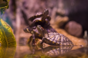 черепахи в природе