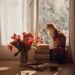 Кот сидит у открытого окна рядом с вазой цветов 