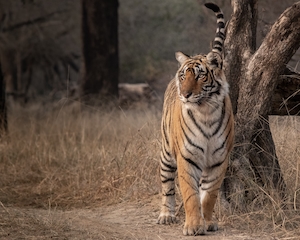 Тигрица гуляет по своей территории 