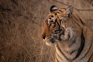Боковой профиль сидящей тигрицы на рассвете